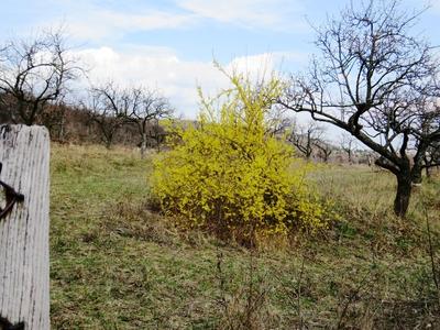 Blossoming Golden Bush - Nature-stock-foto