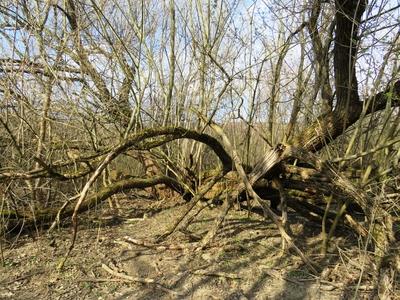 Fallen tree among young trees - Nature-stock-photo