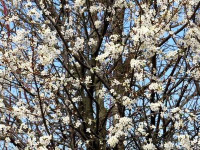Blooming tree - Spring in a Forest of Hungary - Nature-stock-foto