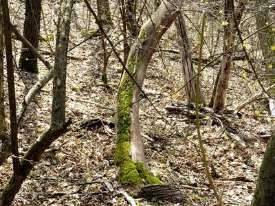 Nature - Mossy decayed tree trunk in a Forest-stock-foto