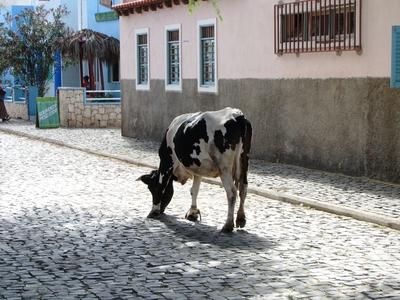 Cape Street grazing cow in Palmeira, Sal Island.erde - Street grazing cow in Palmeira, Sal Island.-stock-photo