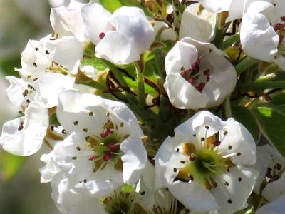 Pear tree flowers - Spring-stock-foto