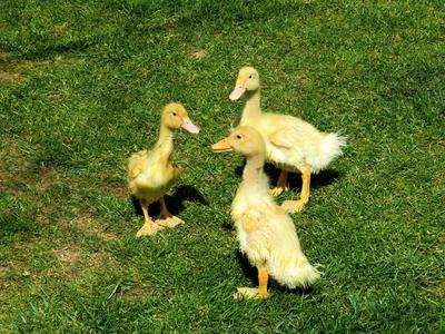 Little ducks in the grass - Spring-stock-photo