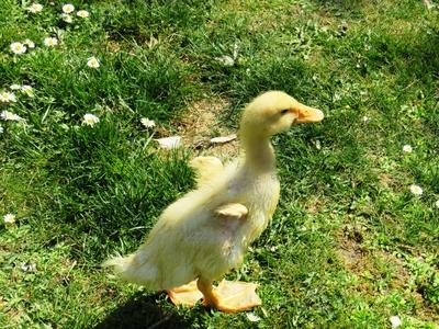 Little duck in the grass - Spring-stock-foto