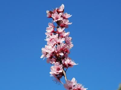Wild swing flower.- Spring-stock-foto