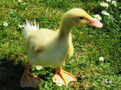 Little duck in the grass - Spring-stock-foto