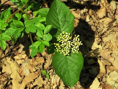 Spreing in Nagykovácsi Forest-stock-foto