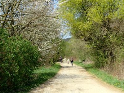 Spring in Nagykovácsi Forest -Nature and Man-stock-foto