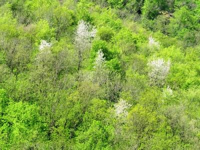 Spring in Nagykovácsi Forest - Nature-stock-photo