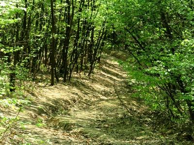 Spring in Nagykovácsi Forest - Nature-stock-foto