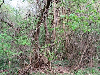 Vines in Nagykovácsi Forest - Nature-stock-foto