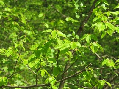 Spring in Nagykovácsi Forest - Nature-stock-foto
