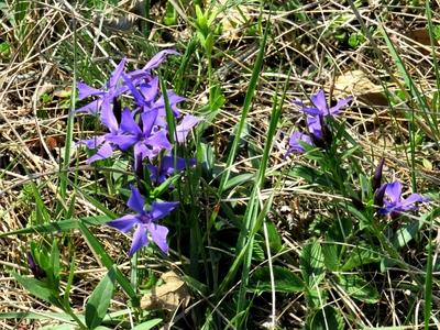 Spring in Nagykovácsi forest - Nature-stock-foto