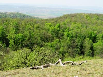 Spring in Nagykovácsi Forest - Nature-stock-foto