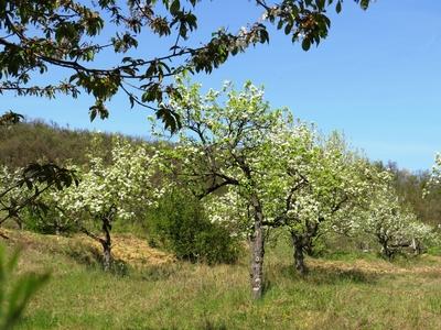 Blooming Cherry and Pear trees - Spring-stock-photo