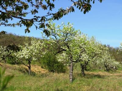 Blooming Cherry and Pear trees - Spring-stock-foto