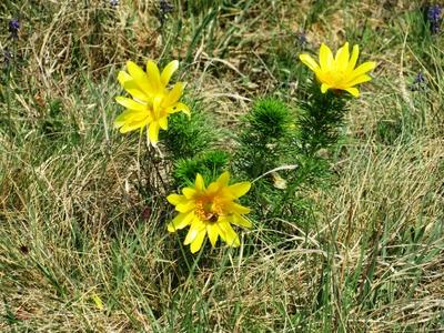 Spring in Nagykovácsi Forest - Nature-stock-foto