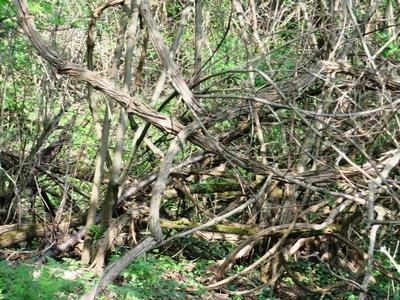 Vines in Nagykovácsi Forest - Natue-stock-foto