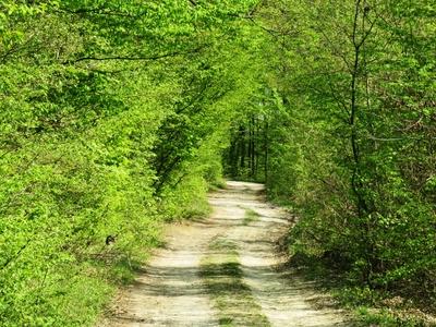 Spring in Nagykovácsi Forest - Nature-stock-foto
