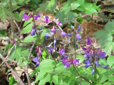 Spring in Nagykovácsi Forest - Flowers-stock-foto