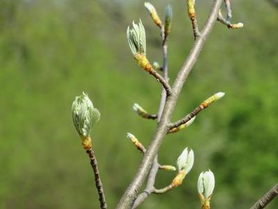 Budding in Nagykovácsi Forest-stock-foto