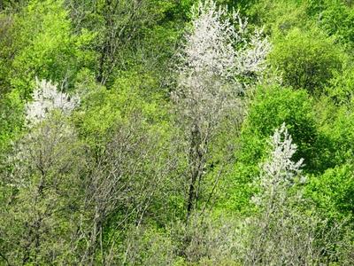 Spring in Nagykovácsi Forest - Nature-stock-foto