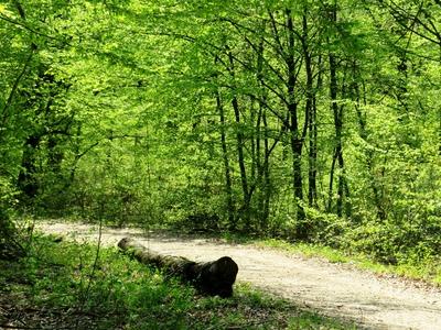Spring in Nagykovácsi Forest - Nature-stock-foto
