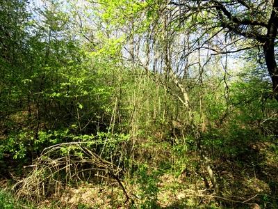 Vines in Nagykovácsi Forest - Nature-stock-foto