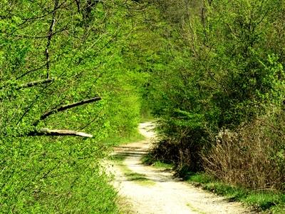 Spring in Nagykovácsi Forest - Nature-stock-foto