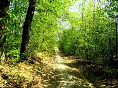 Spring in Nagykovácsi Forest - Nature-stock-foto