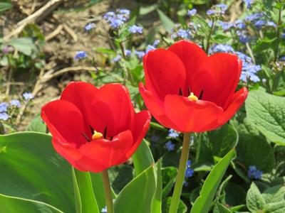 Red tulips - Flowers-stock-foto