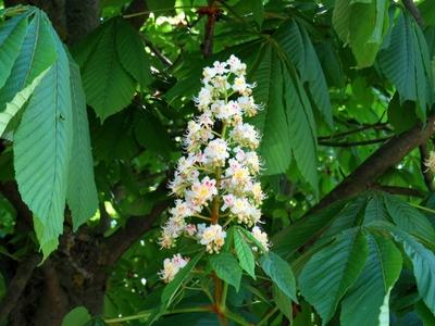 Horse chesnut flower - Nature-stock-photo