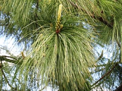 Pine flower - Nature-stock-photo