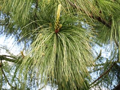 Pine flower - Nature-stock-foto