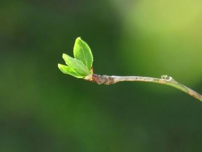 Budding - Springtime - Nature-stock-foto