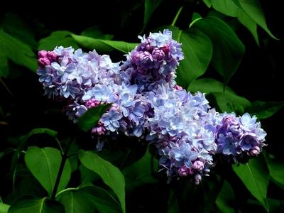 Nature - Purple lilac-stock-foto