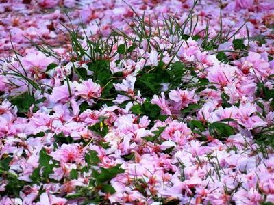 Flower carpoet - Nature-stock-foto