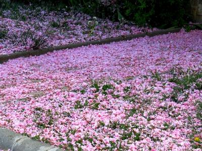 Flower carpet - Nature-stock-photo