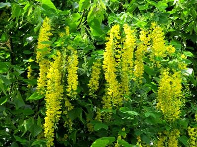 Yellow acacia - Nature-stock-photo