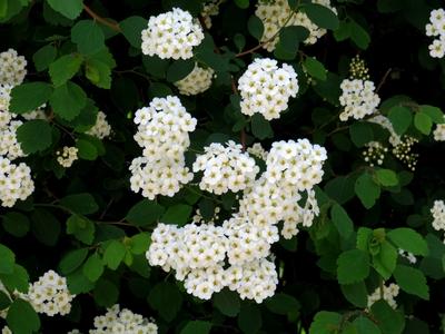 Pearl shoot flower - Nature-stock-foto