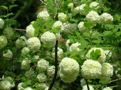 Ball rose - Viburnum - Nature-stock-foto