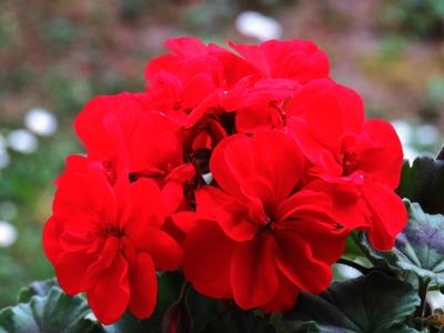 Red geranium.- Flower-stock-foto