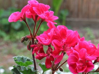 Purple geranium. - Flower-stock-foto