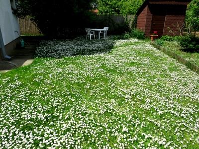 Garden with daisy flower mat.-Nature-stock-photo