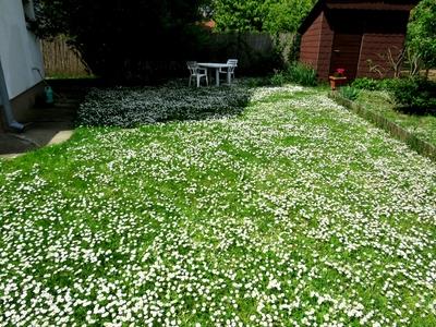 Garden with daisy flower mat.-Nature-stock-foto
