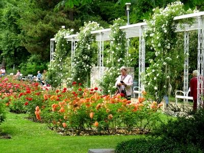 Margaret Island rose garden - Budapest-stock-photo