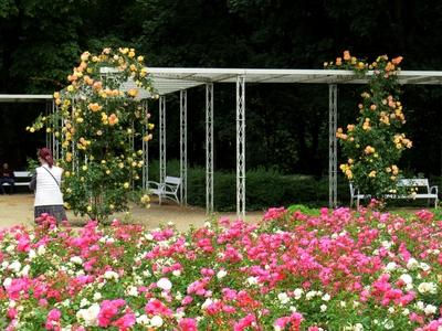 Margaret Island Rose Garden-stock-photo