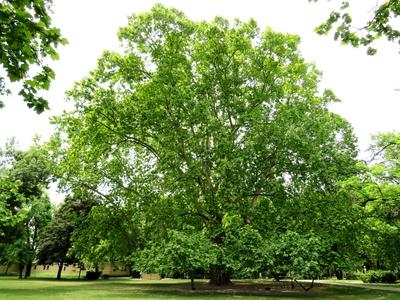 Nature wonder - Ancient Sycamore - Margaret Island-stock-foto