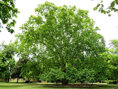 Nature wonder - Ancient Sycamore - Margaret Island-stock-photo