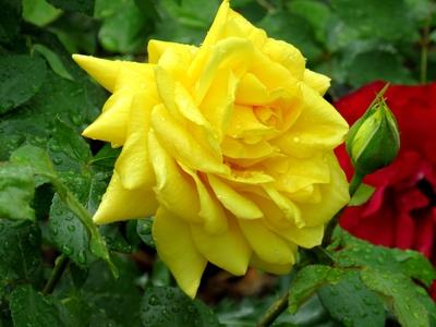 Yellow Rose - Nature-stock-foto